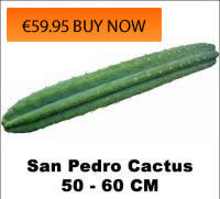 Buy San Pedro Cactus